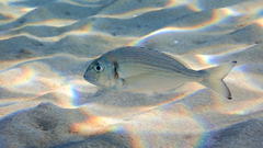 Sparus auratus