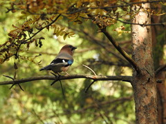 Garrulus glandarius