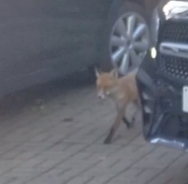 Vulpes vulpes crucigera