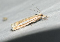 Crambus laqueatellus