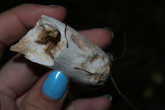 Heterophyllidia