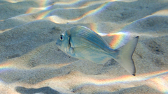 Sparus auratus
