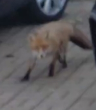 Vulpes vulpes crucigera