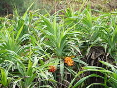 Pandanus odorifer