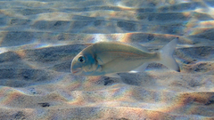 Sparus auratus