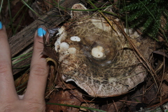 Heterophyllidia