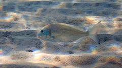 Sparus auratus