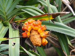 Pandanus odorifer
