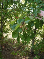Pyrus calleryana
