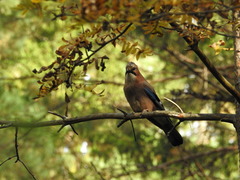 Garrulus glandarius