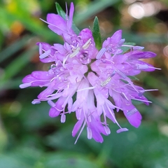 Knautia dipsacifolia