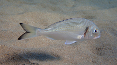 Sparus auratus