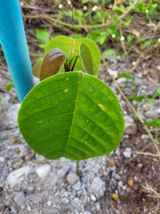 Pseudobombax grandiflorum
