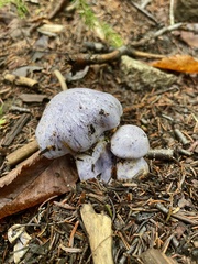 Cortinarius traganus