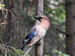 Garrulus glandarius