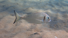 Sparus auratus