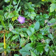 Knautia dipsacifolia
