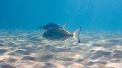 Sparus auratus