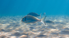 Sparus auratus