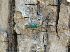 Chrysidoidea