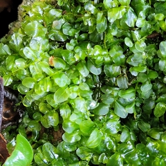 Plagiomnium rostratum