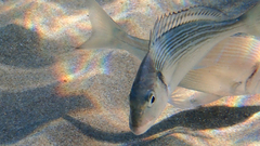 Sparus auratus