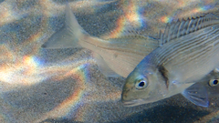 Sparus auratus