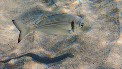 Sparus auratus