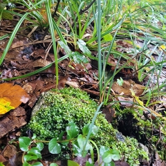 Plagiomnium rostratum