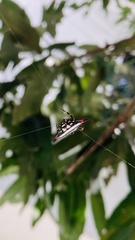 Gasteracantha geminata