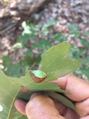Prolimacodes badia