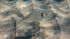 Sparus auratus