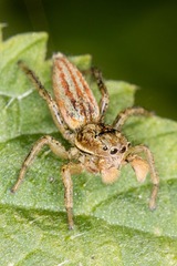 Marpissa radiata