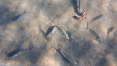 Sparus auratus
