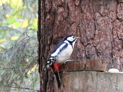 Dendrocopos major