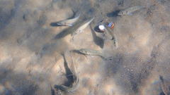 Sparus auratus