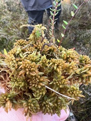 Sphagnum austinii