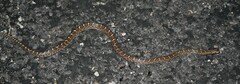 Arizona elegans elegans