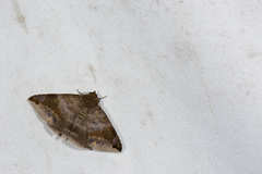 Bastilla amygdalis