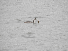 Podiceps cristatus