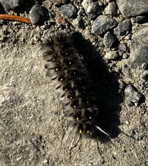 Lophocampa roseata