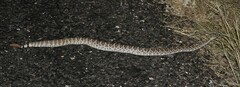 Crotalus scutulatus