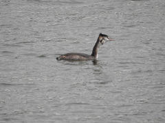 Podiceps cristatus
