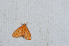 Hyalobathra