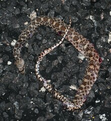 Pituophis catenifer affinis