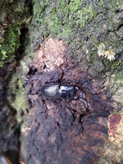 Aegus laevicollis formosae