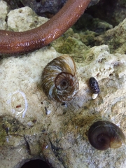 Mollusca