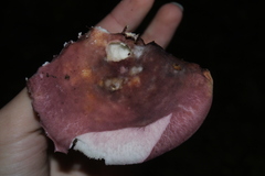 Heterophyllidia