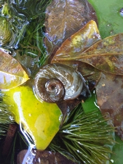 Mollusca