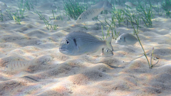 Sparus auratus